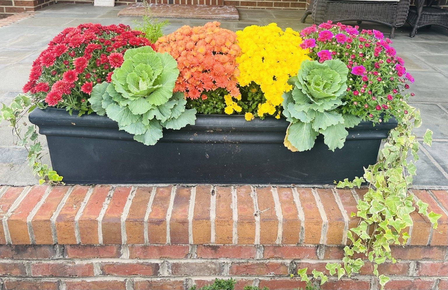 Long black planter with red, orange, and yellow mums, ornamental kale, and trailing ivy on a brick porch