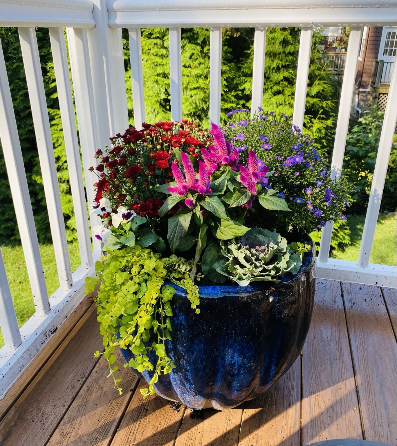 Blue ceramic planter with autumn flowers and trailing chartreuse foliage on a porch