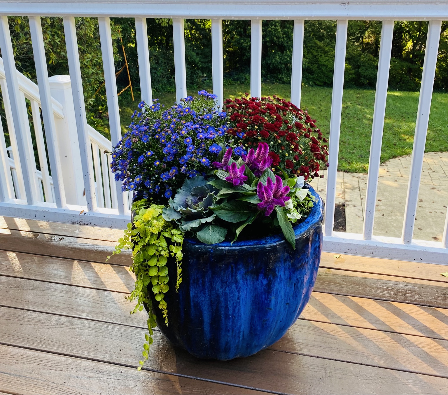 Blue glazed planter with magenta celosia, purple asters, ornamental kale, white flowers, and trailing chartreuse foliage on a deck
