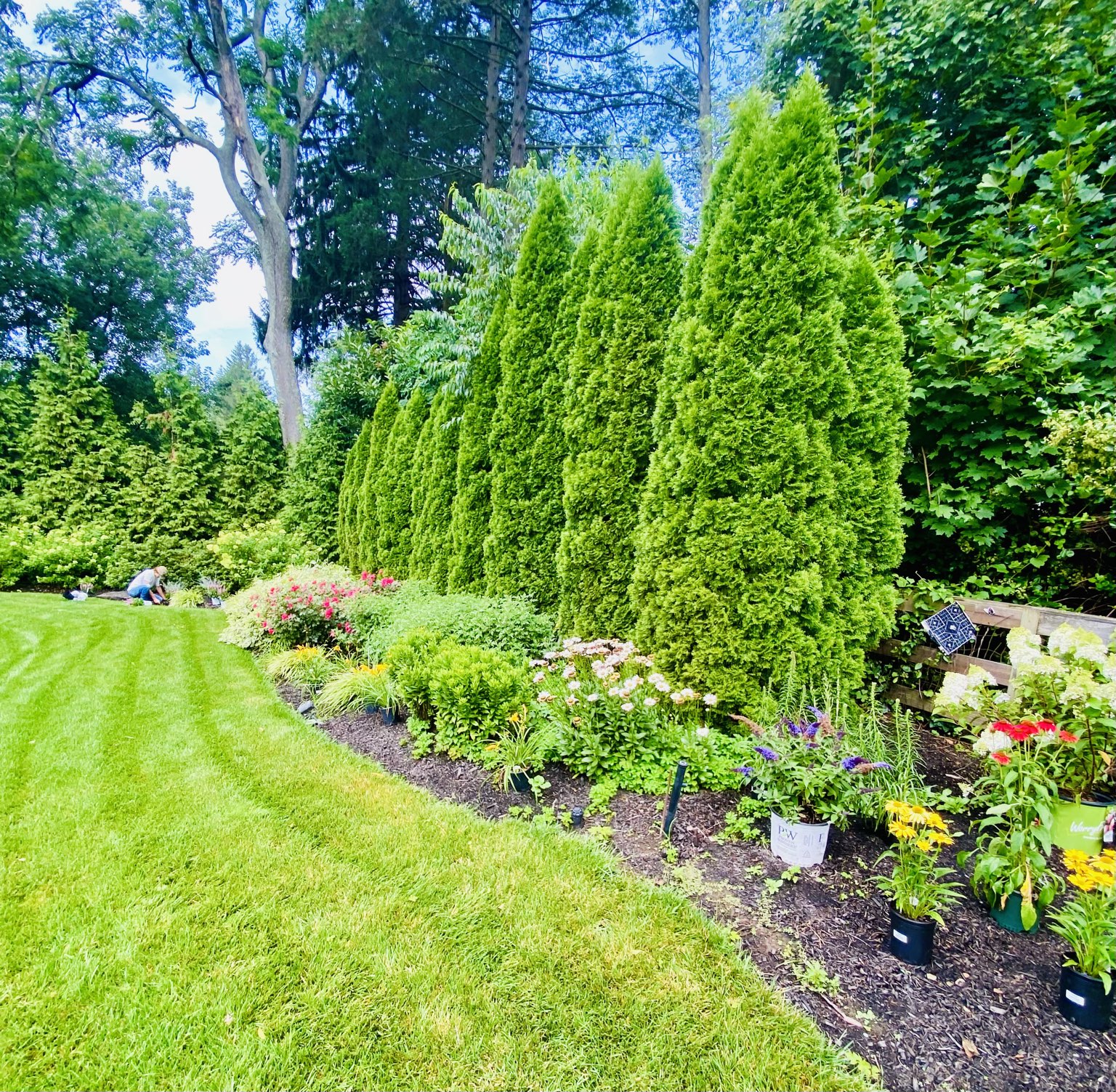 Curved garden bed with layered shrubs and colorful flowers beside a lawn