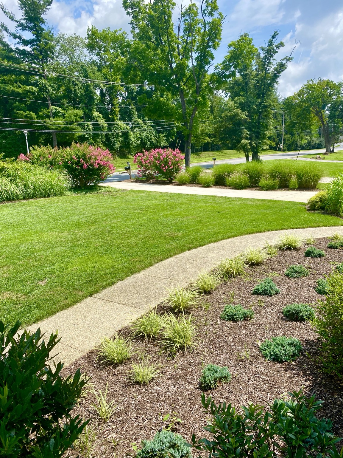 Curving landscape bed with young ornamental grasses along a front walk