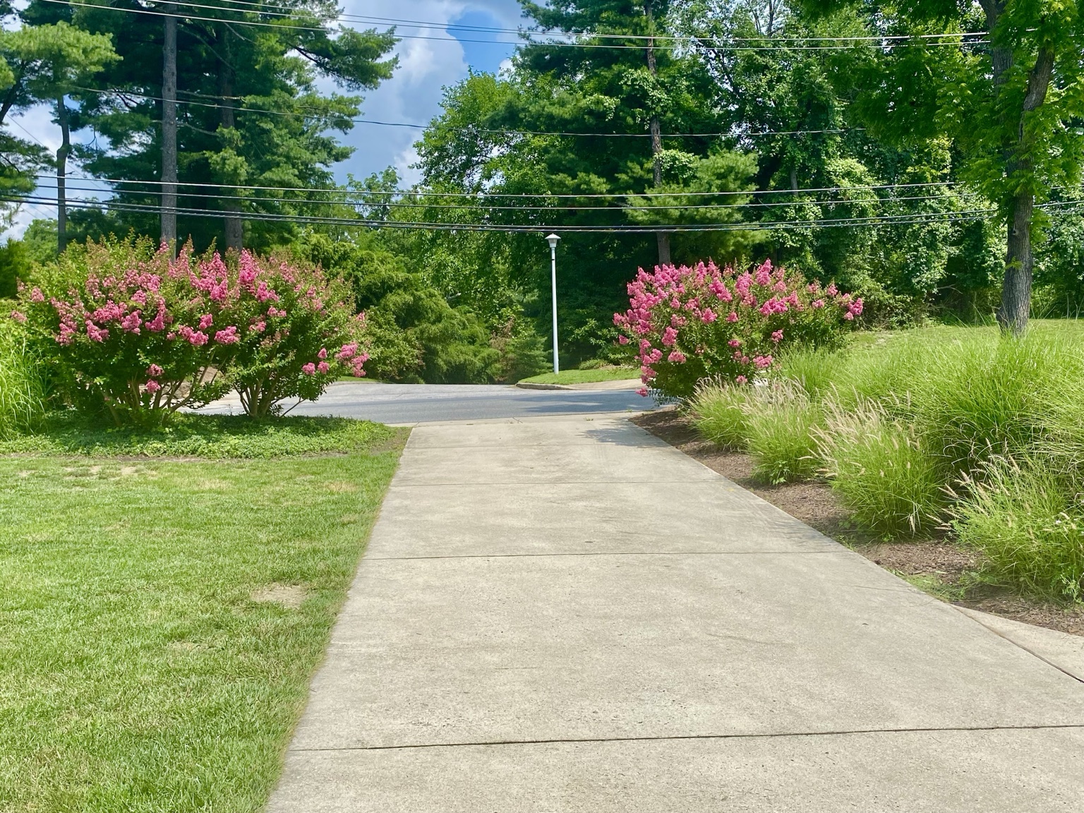 Curved driveway edged with flowering shrubs and ornamental grasses