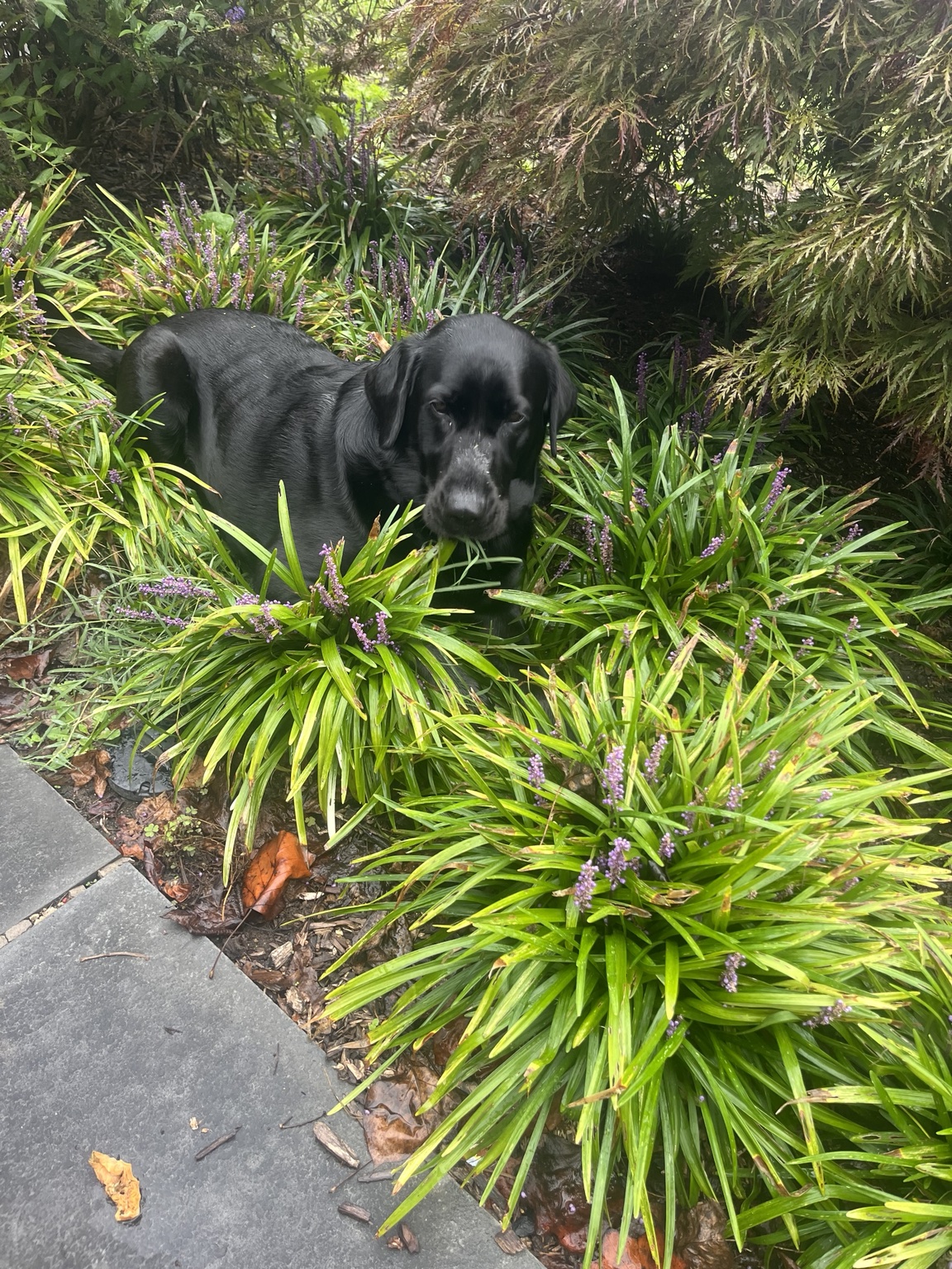 Black Labrador among purple-flowering liriope beside a garden path beneath a Japanese maple