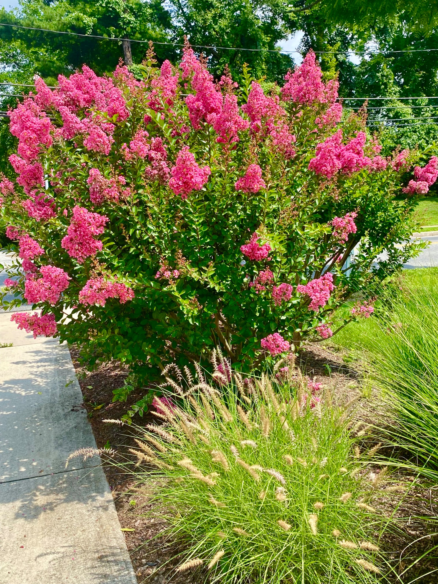 Flowering landscape bed with ornamental grasses