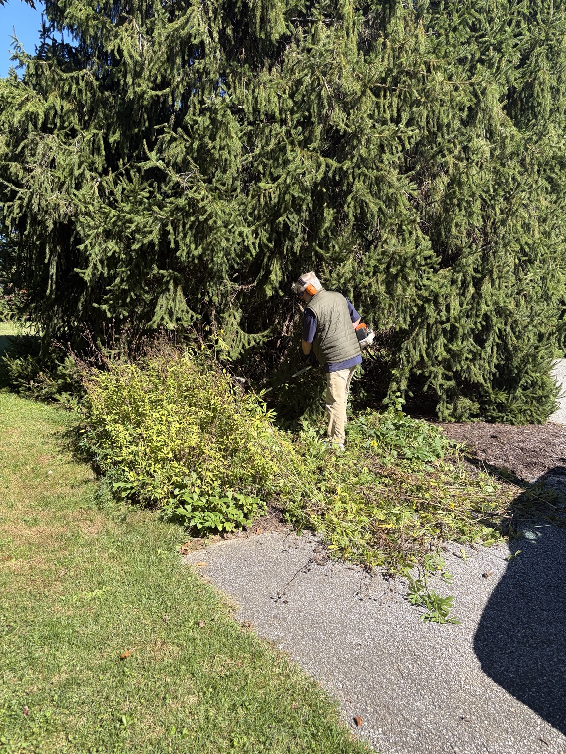 Derek trimming shrubs beside an evergreen during a fall landscape cleanup, with a mulched bed nearby