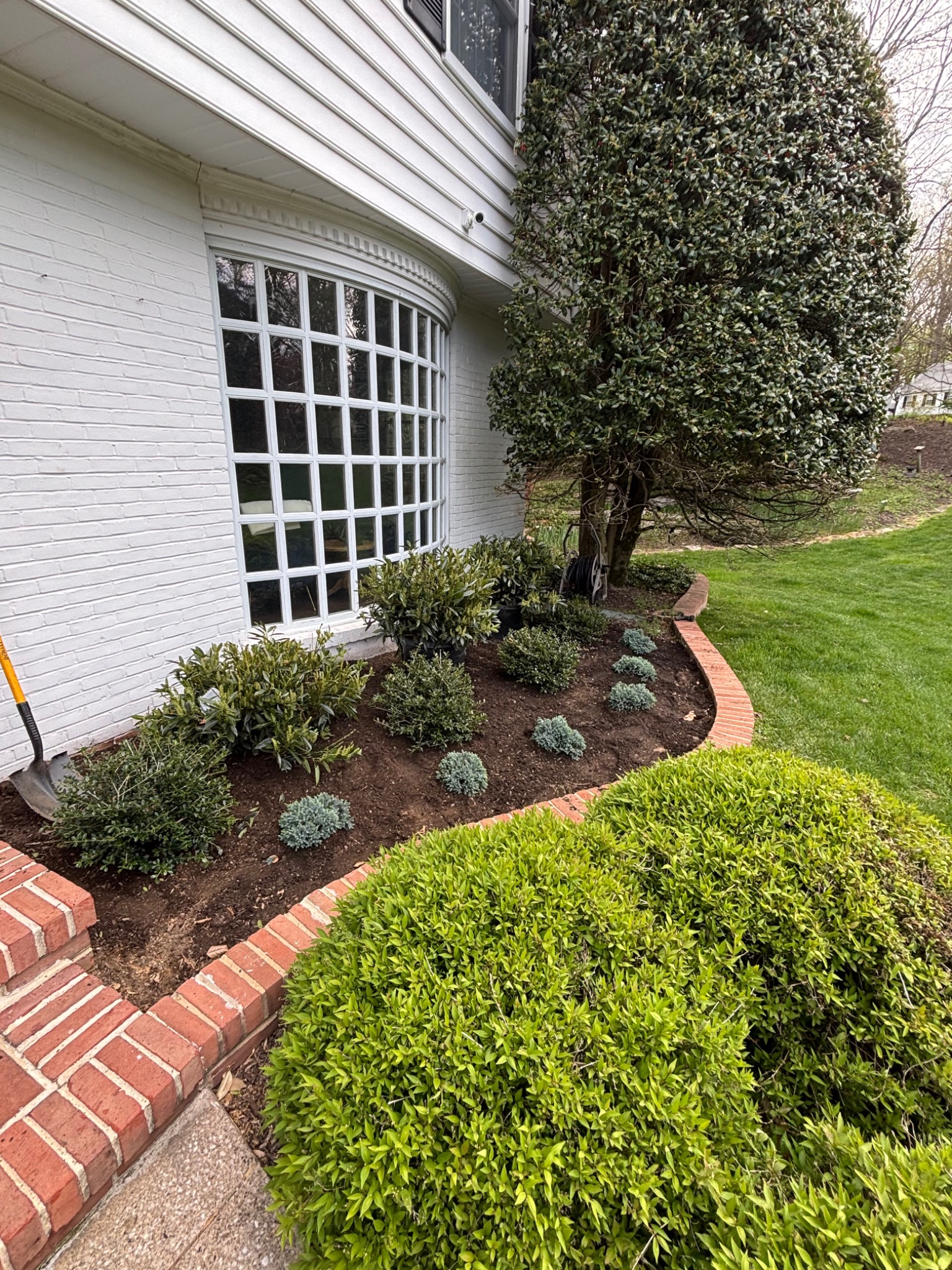 Curved foundation bed with layered evergreen shrubs and low mounding plants beside a brick edge