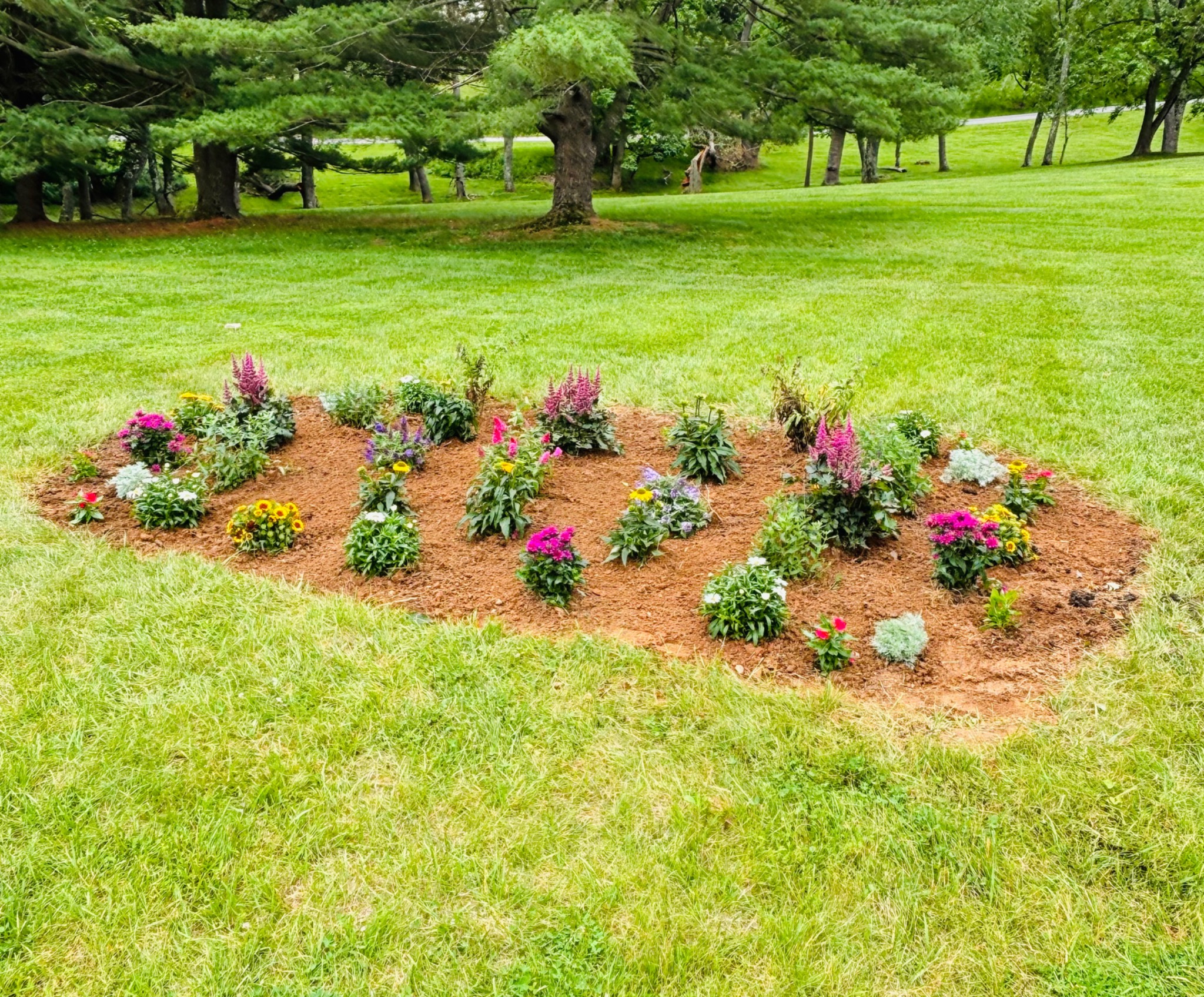 Curved mulched landscape bed with colorful perennials arranged across a lawn beneath mature evergreens