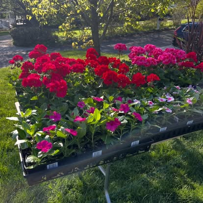 Bright red and pink flowering plants ready for a container workshop