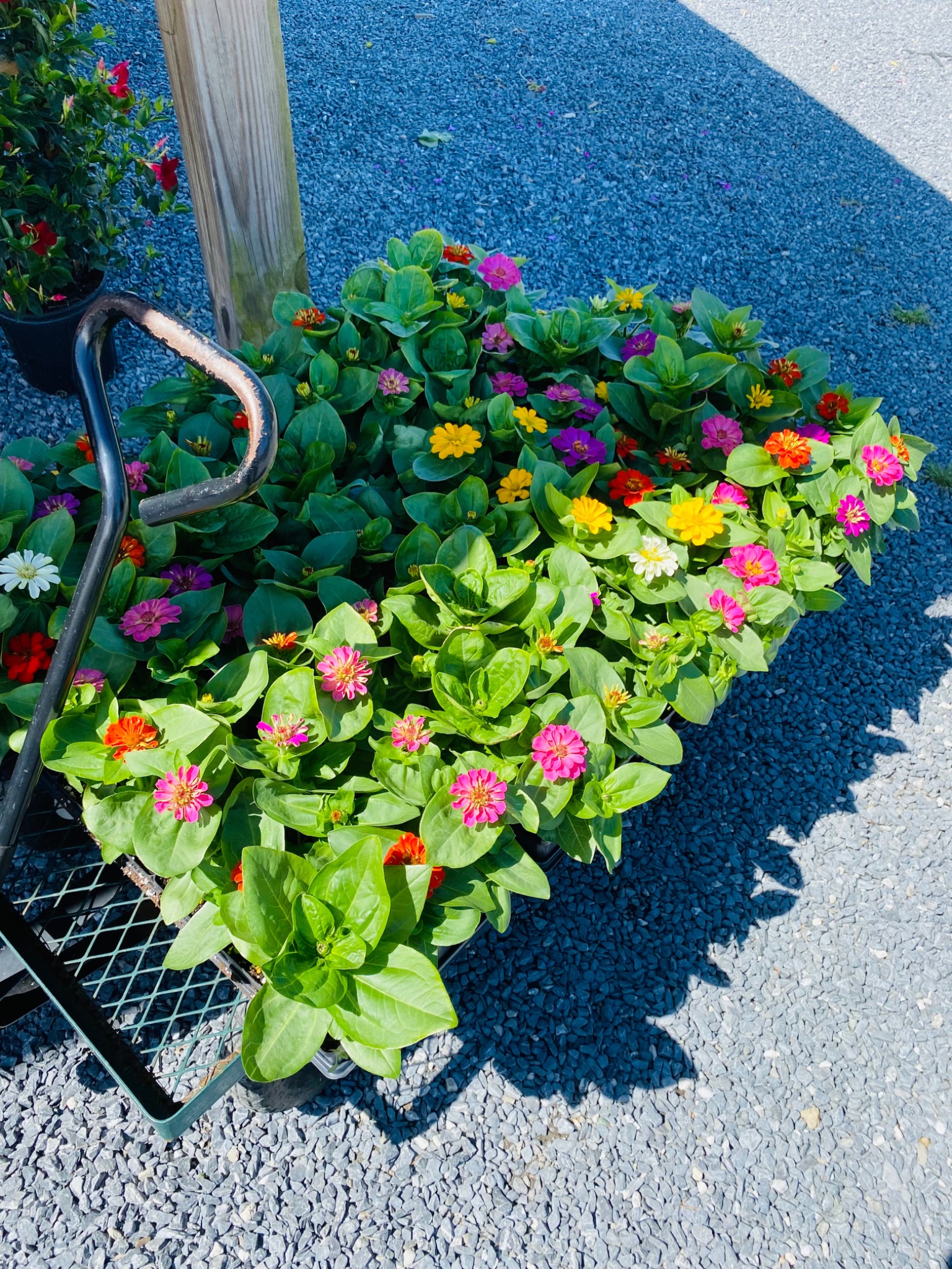 A dramatic seasonal container with pink and purple flowers and upright foliage