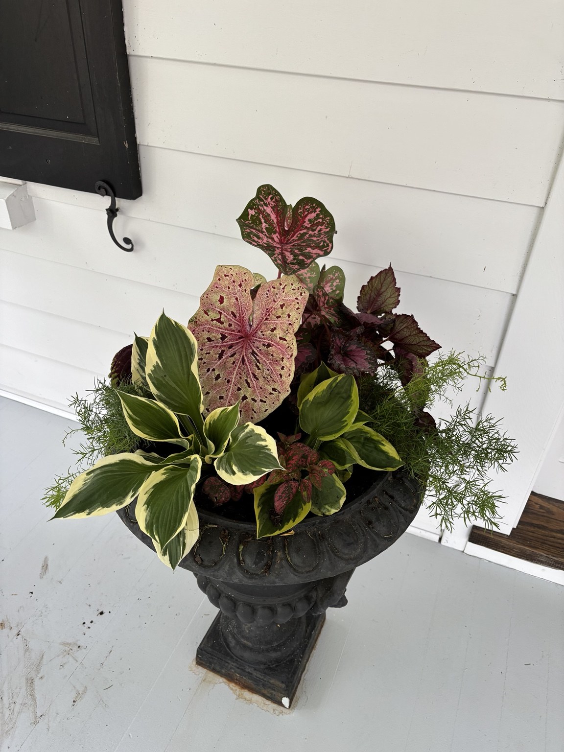 Decorative black urn with pink caladium, variegated hosta, and mixed foliage on a white porch