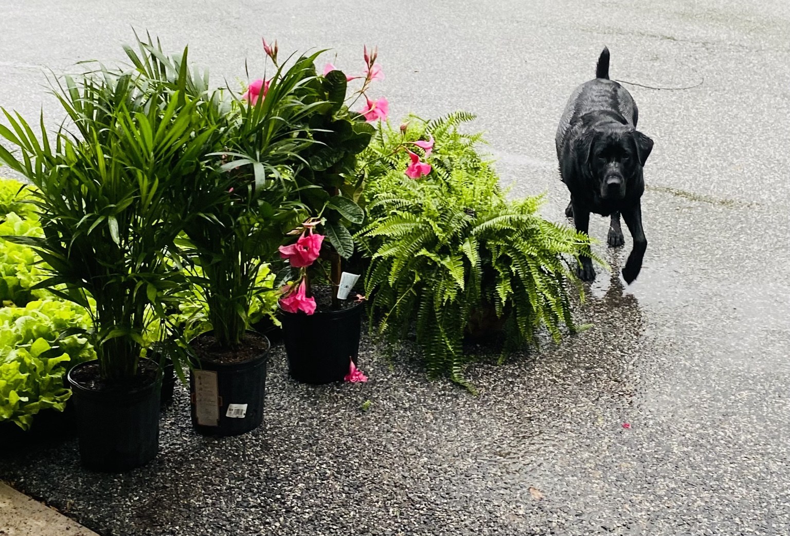 Potted palms, pink blooms, and ferns beside a black dog