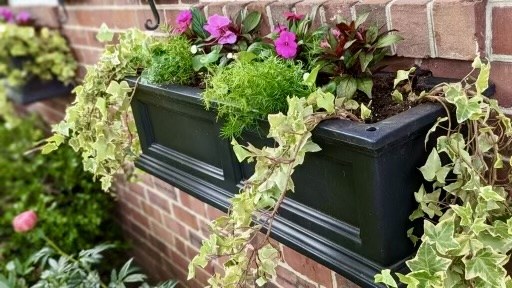 Black window box with pink flowers and trailing variegated foliage against a brick wall