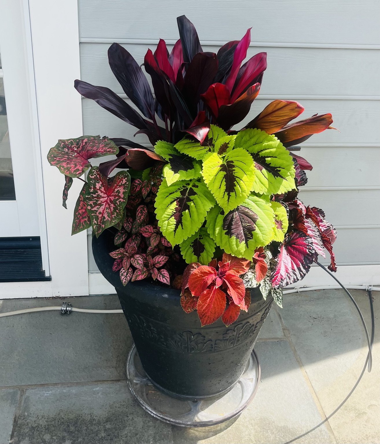 Classic black urn with layered burgundy, red, and chartreuse foliage
