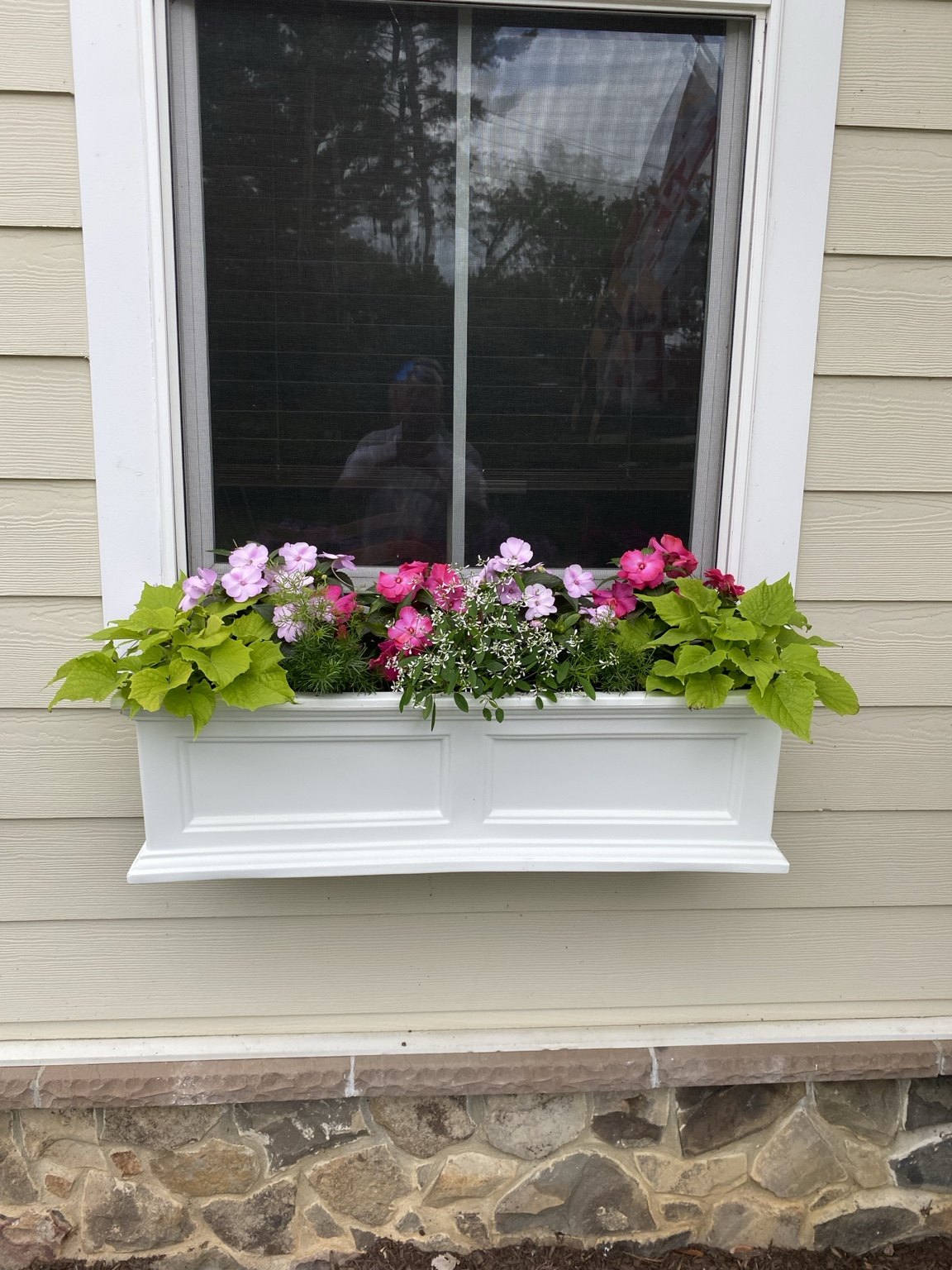 White window box filled with pink blooms and bright chartreuse foliage