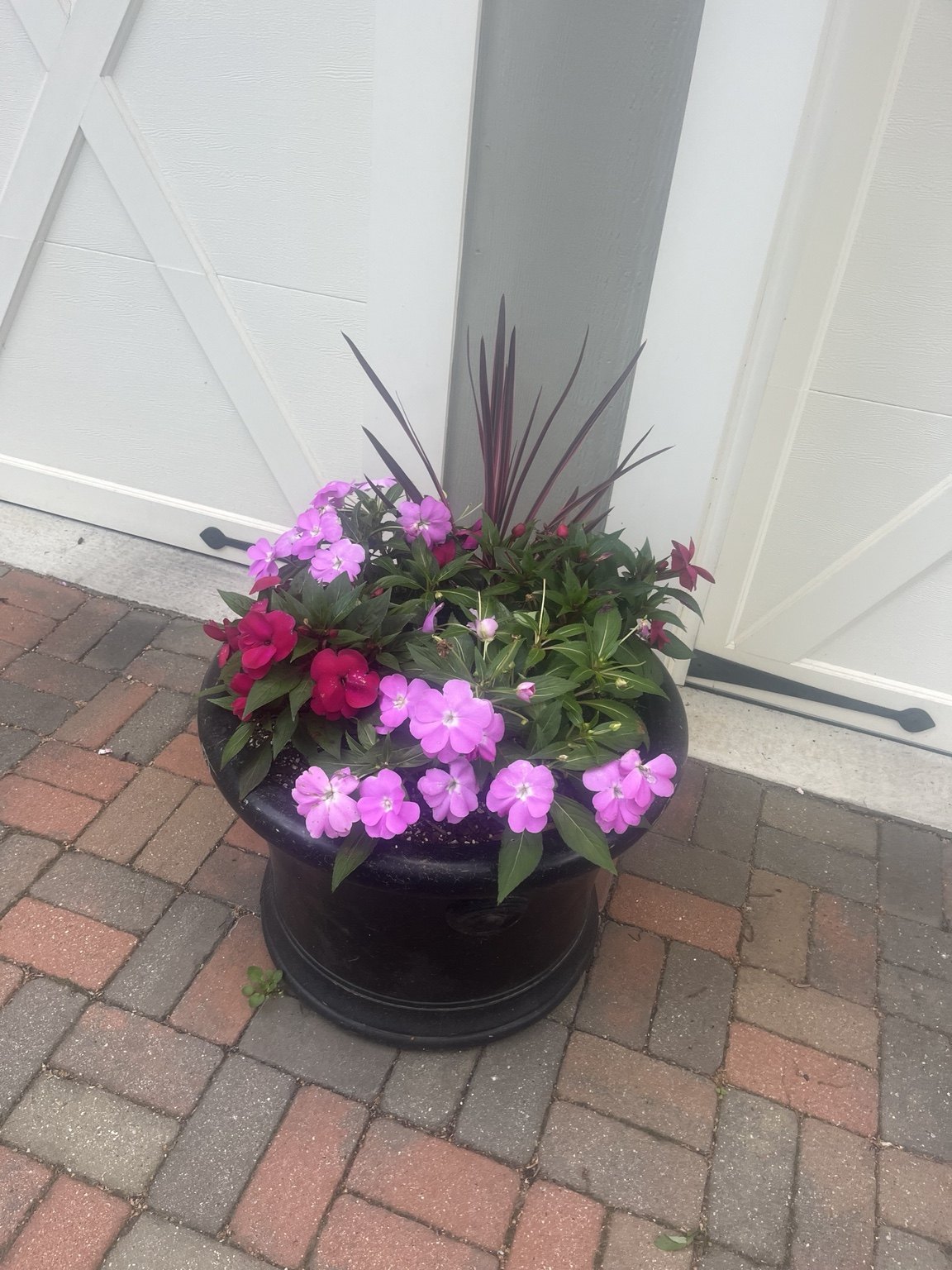 Pink spring flowers and upright burgundy foliage in a black porch planter