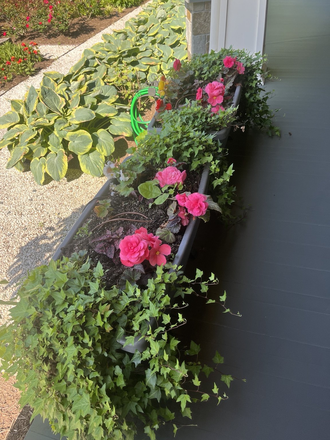 Pink begonias and trailing ivy in a long dark window box beside a leafy garden