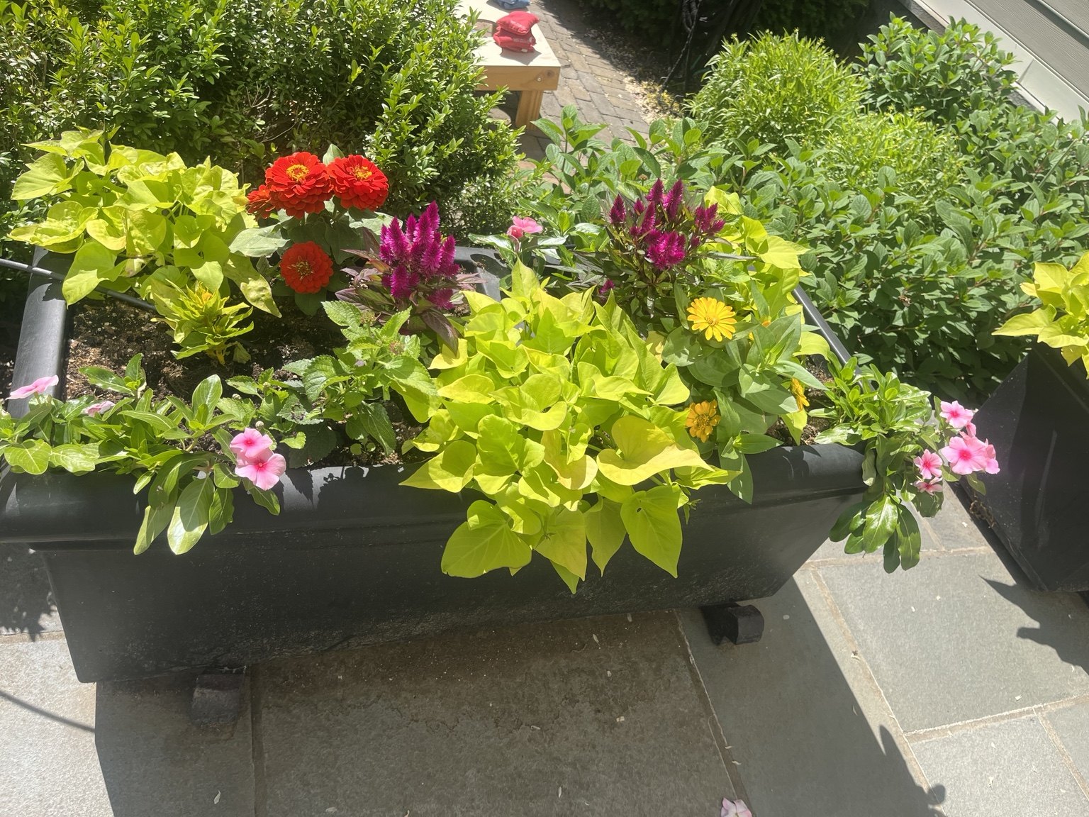 Long black planter with lime foliage, red blooms, and magenta accents