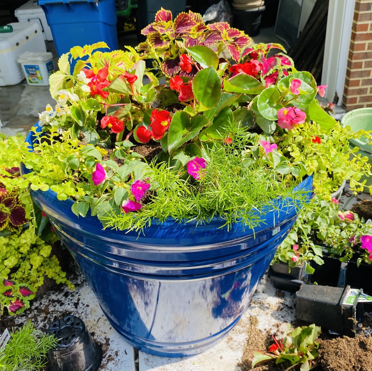 Colorful red, pink, and chartreuse planting in a blue glazed planter