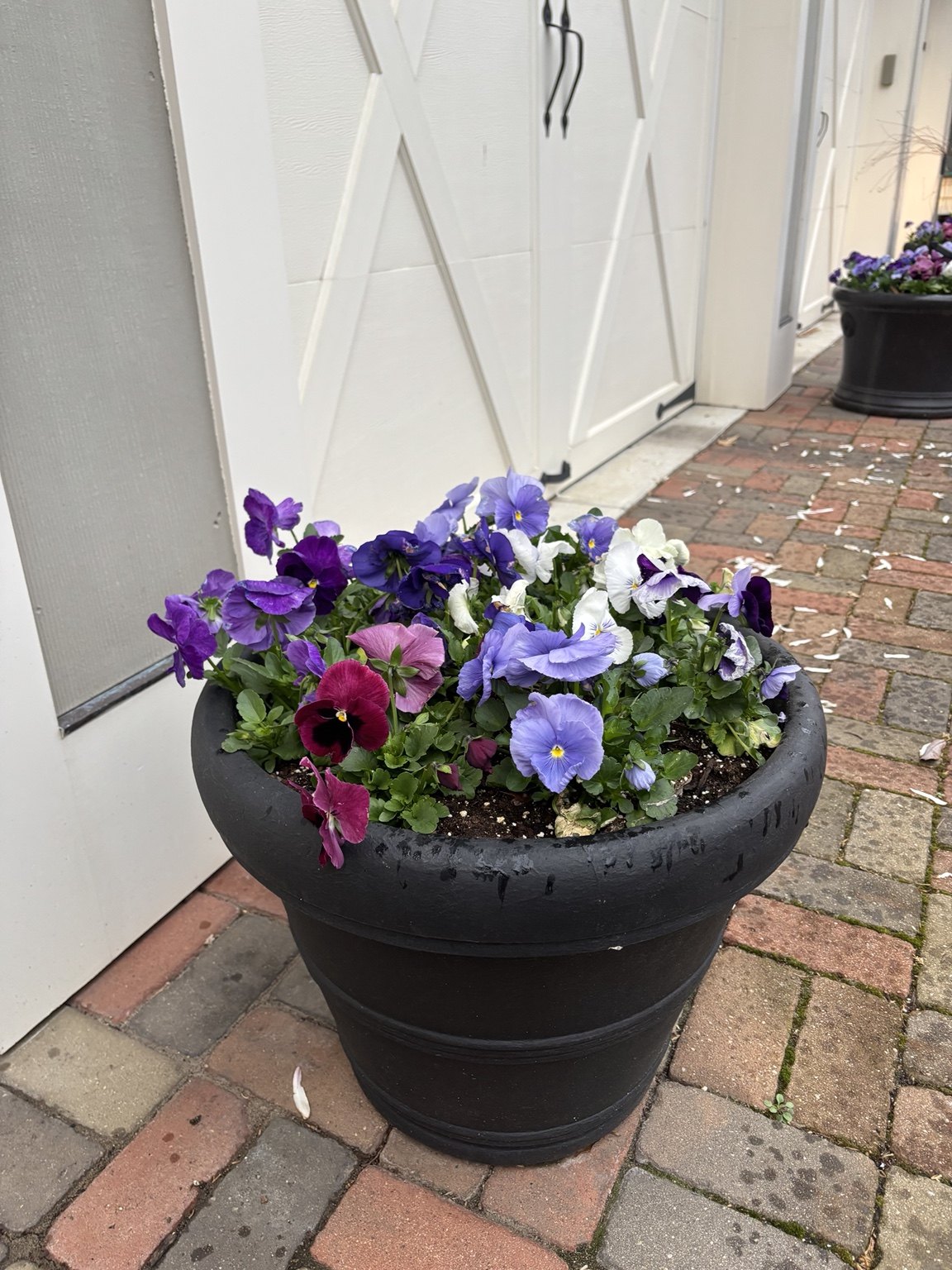 Purple, lavender, white, and burgundy pansies planted in a black urn beside a white barn