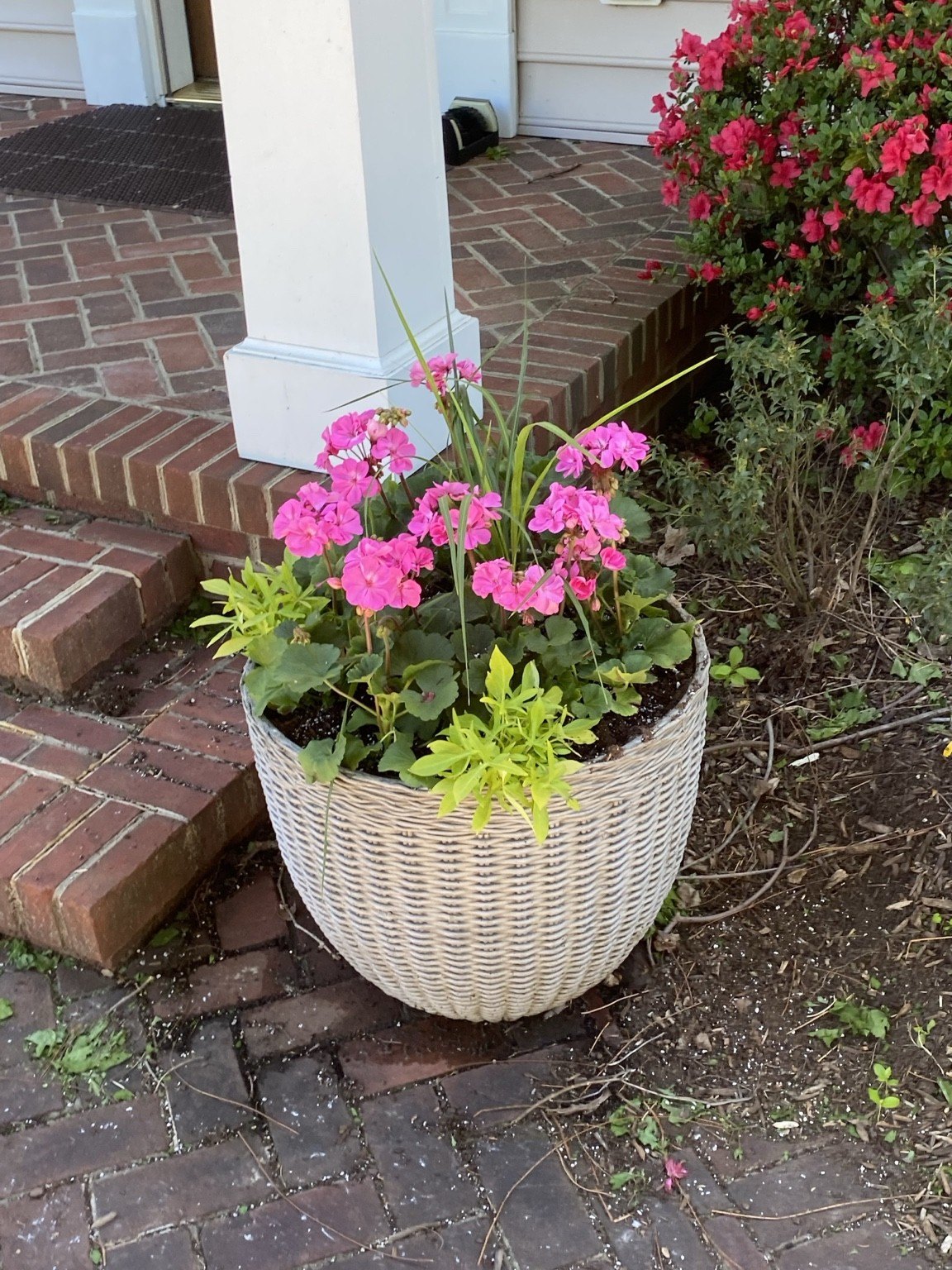 Pink geraniums, ornamental grass, and chartreuse foliage in a woven-look cream planter by brick steps