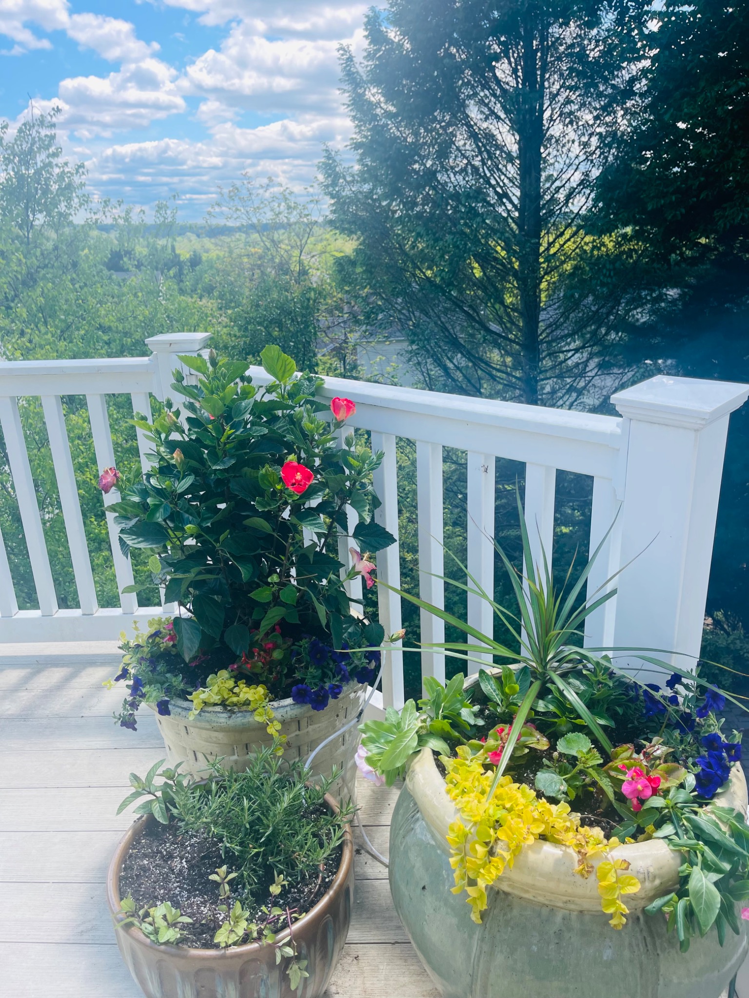 A collection of mixed spring planters arranged along a white deck overlooking the garden