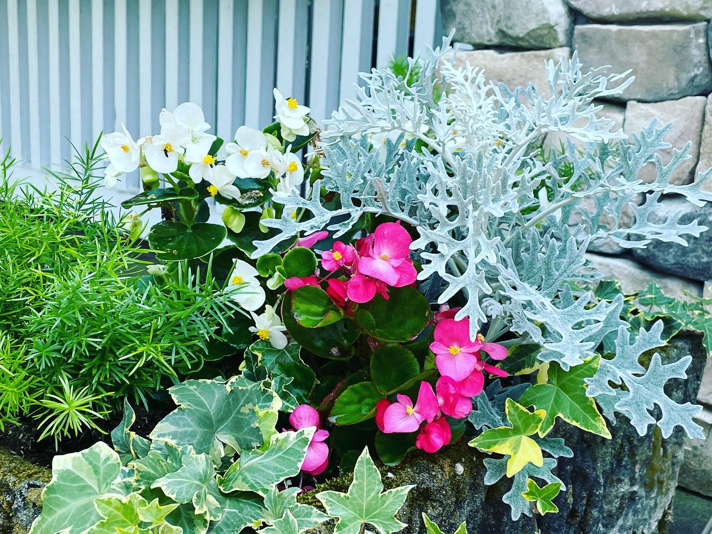 Pink blooms, white flowers, silver foliage, and trailing ivy in a spring planter