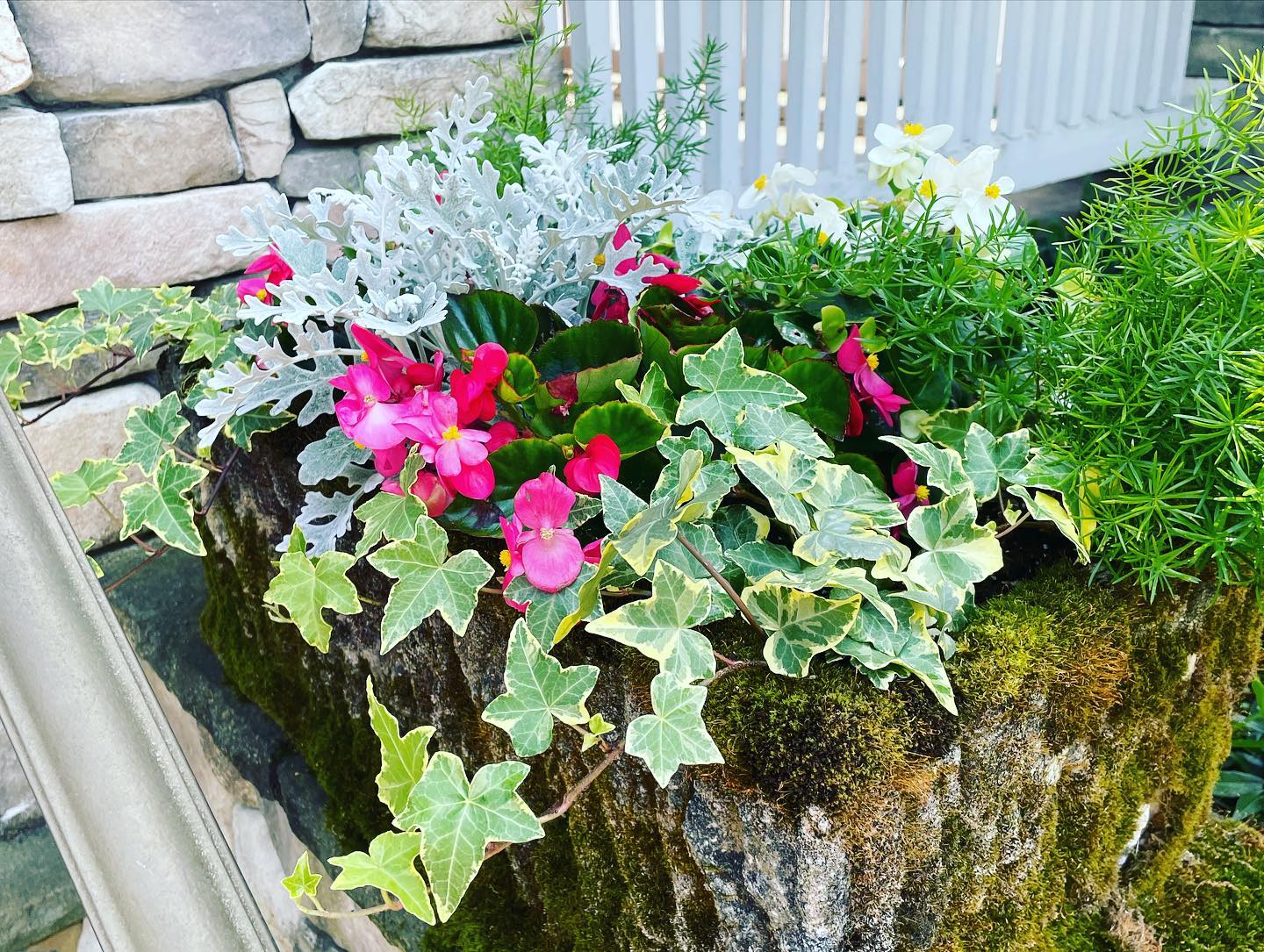 Pink blooms, silver foliage, white flowers, and ivy spilling from a stone trough planter