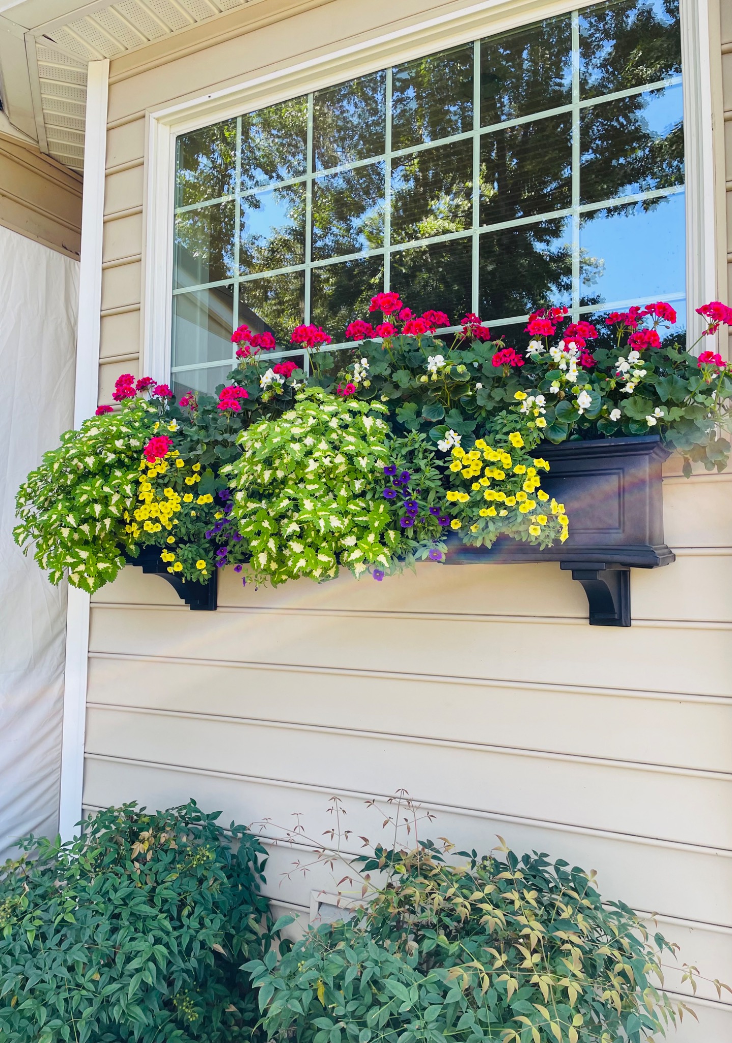 Window box overflowing with pink geraniums, white and yellow flowers, purple blooms, and trailing variegated foliage