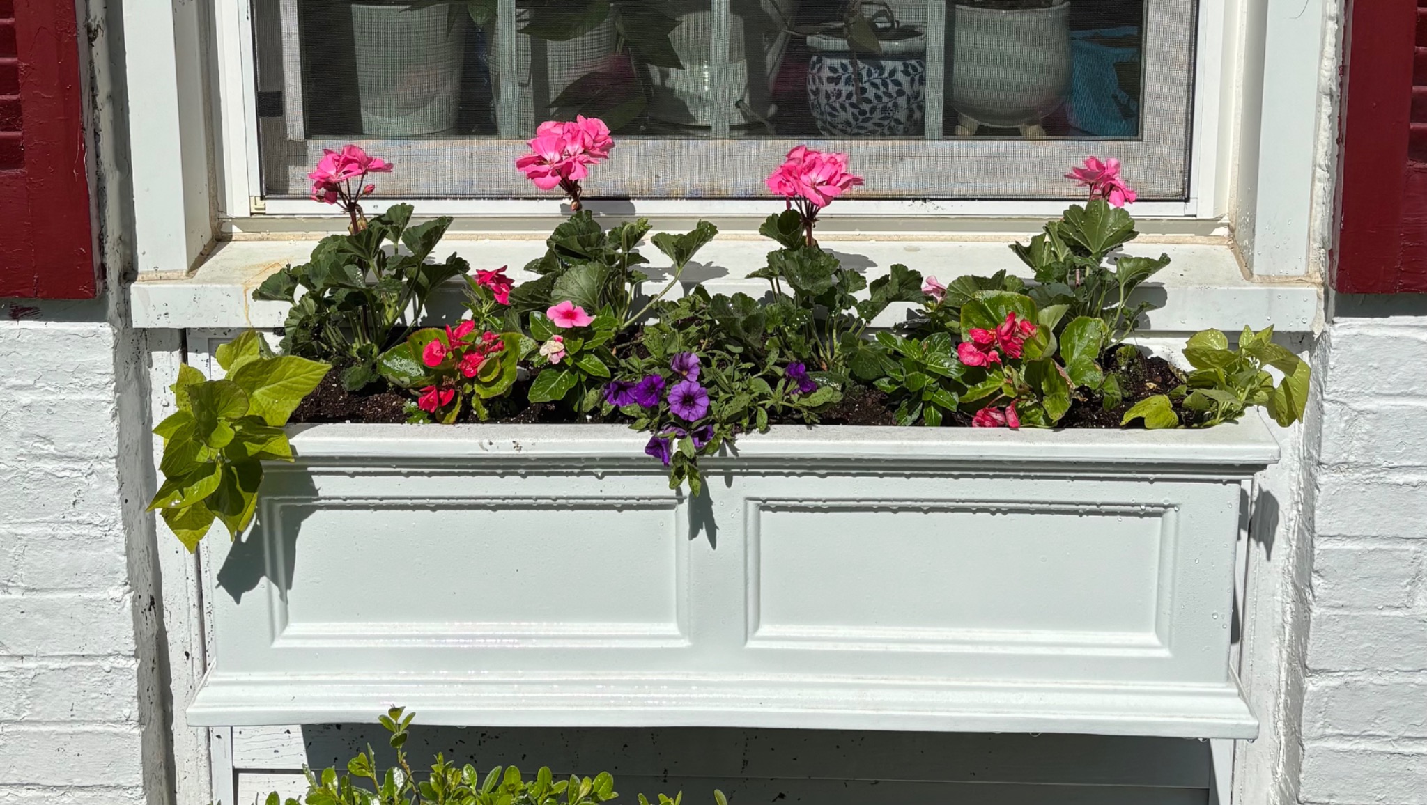 White window box filled with pink and purple seasonal blooms and trailing foliage