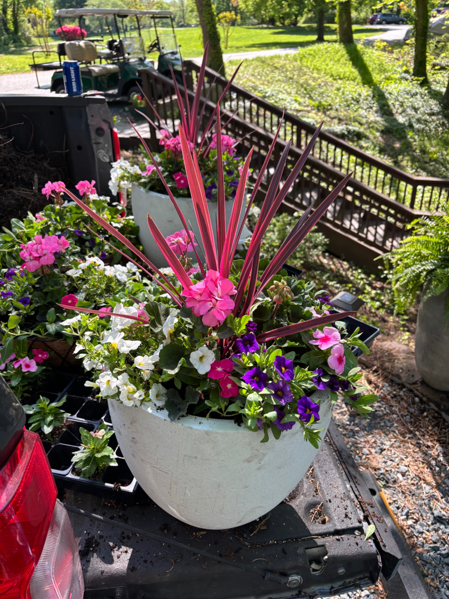 Colorful spring container with pink and purple flowers and upright burgundy foliage