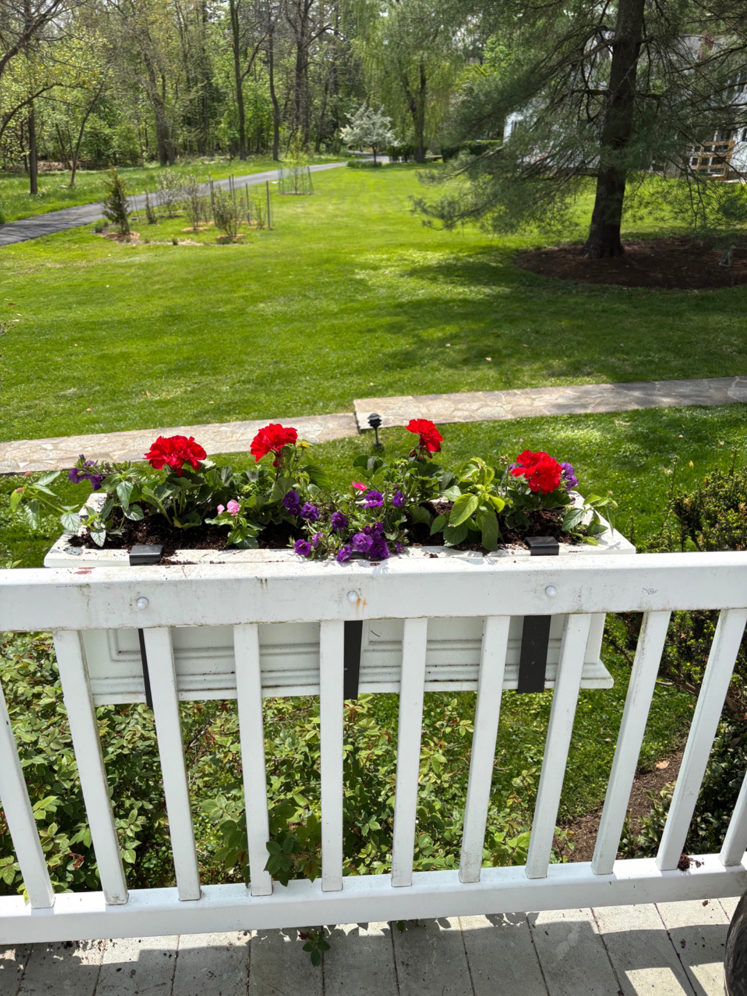 Red and purple flowers in a long white porch planter