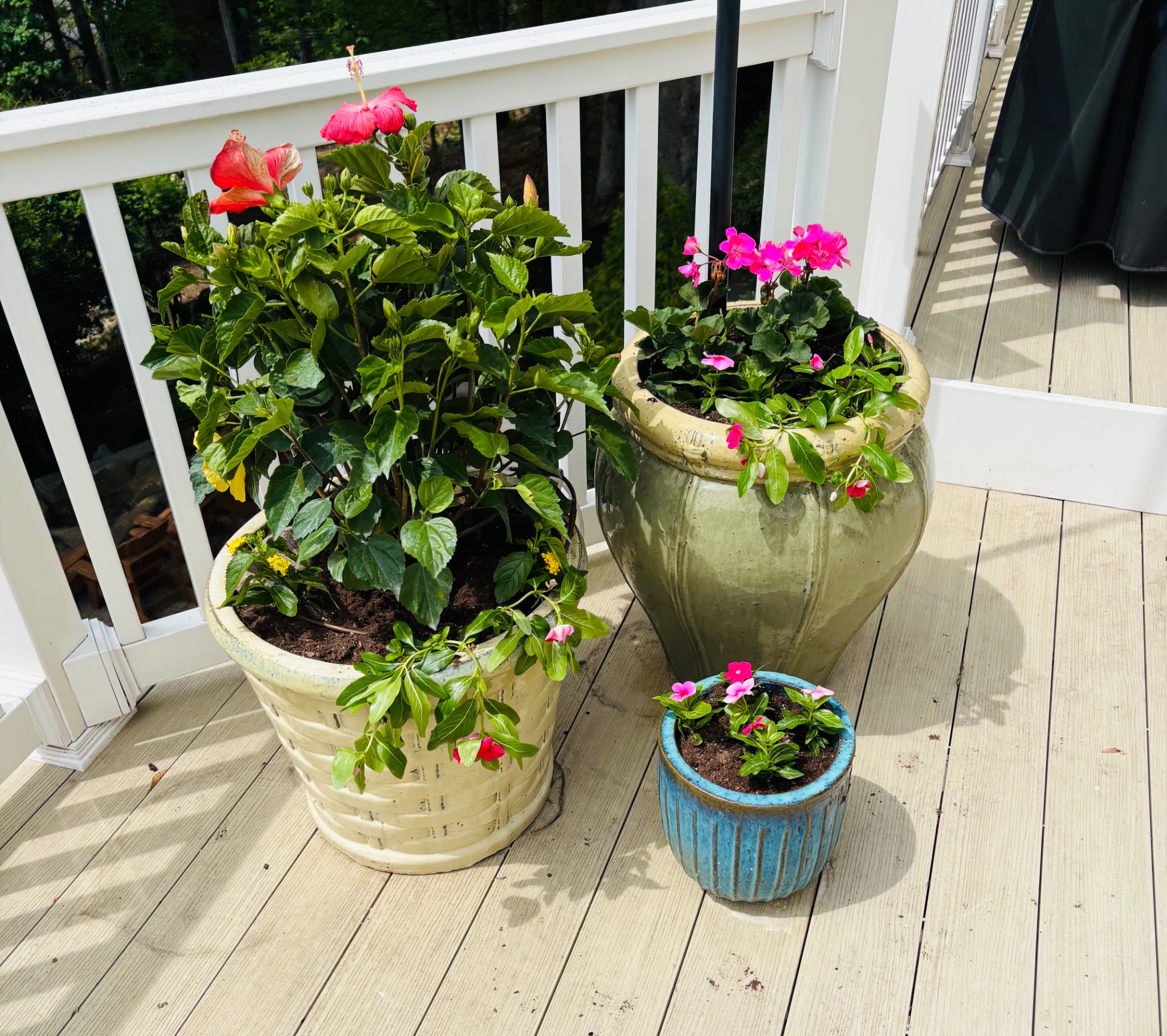 Three flowering containers arranged together on a sunny deck