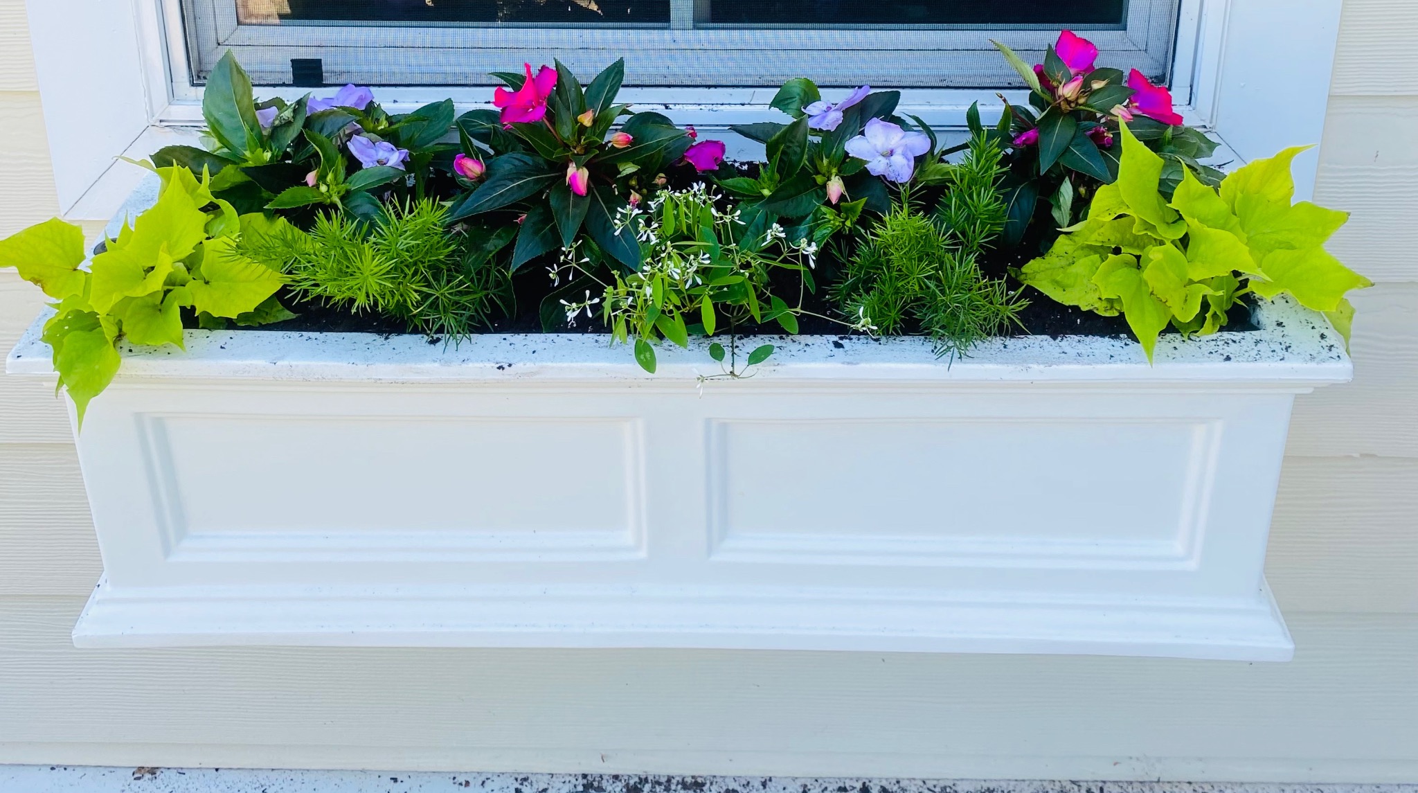White window box with magenta and lavender flowers and trailing lime green foliage