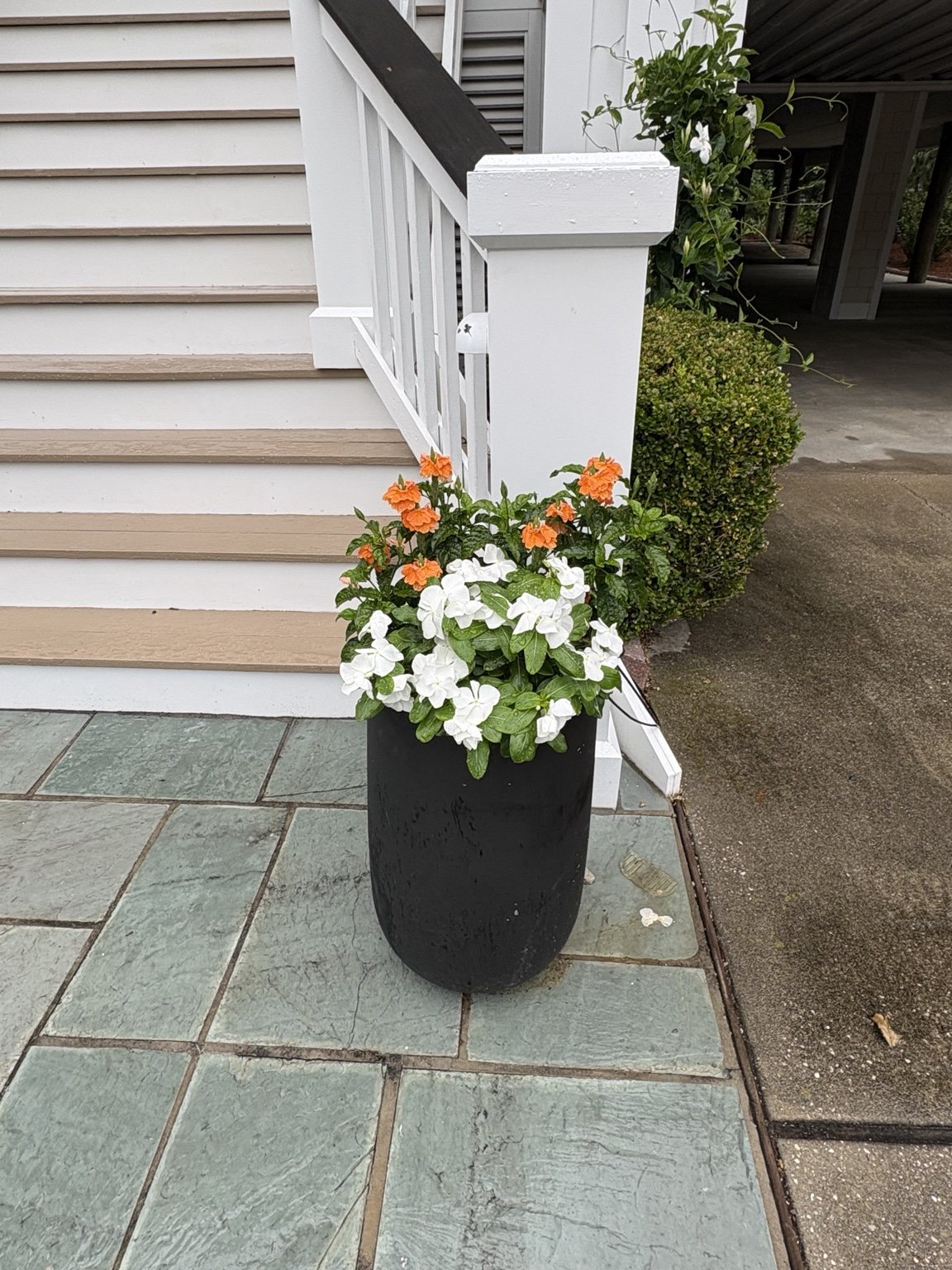 Orange and white flowering planter in a black container beside the front steps