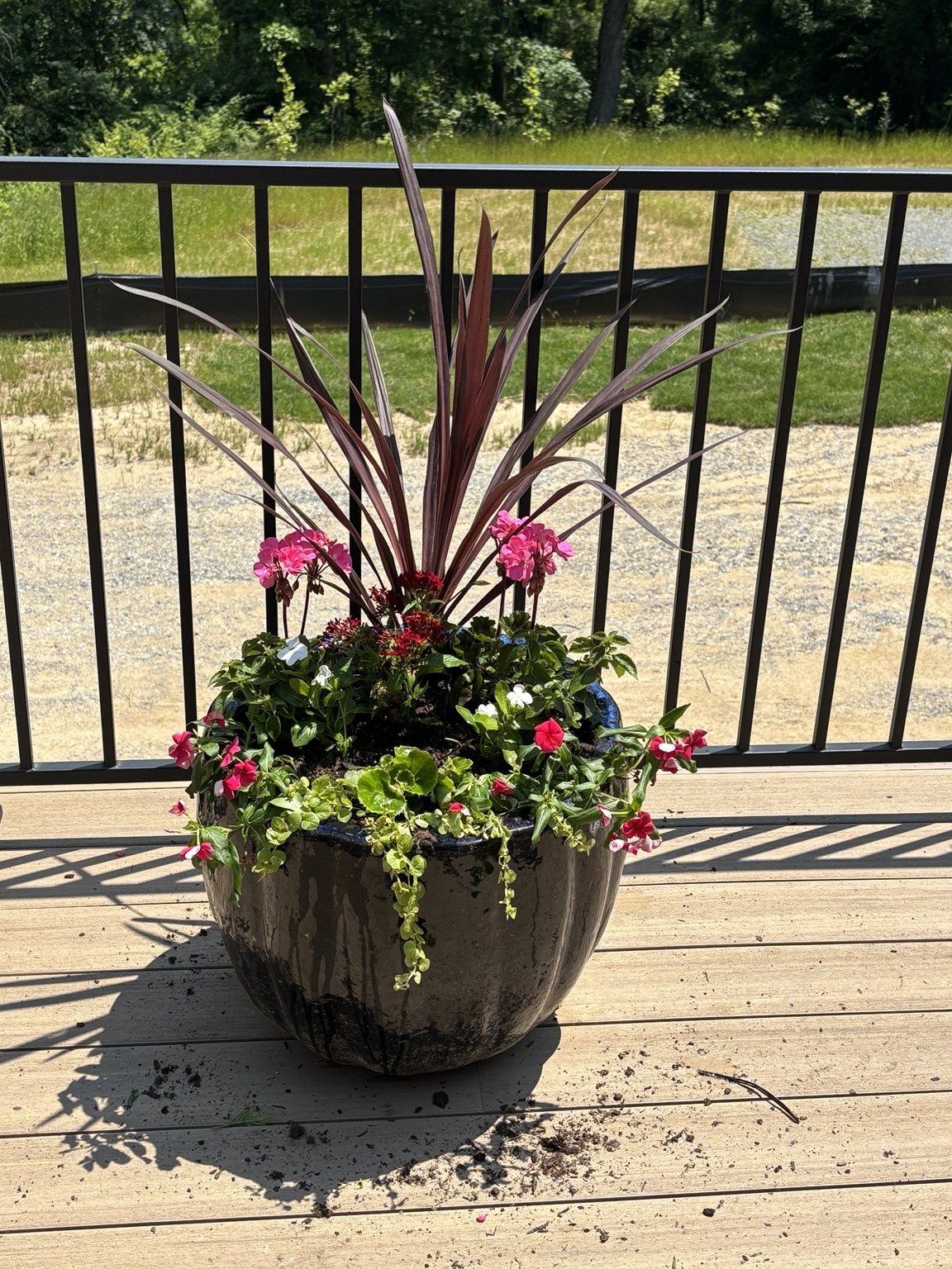 Pink flowers and burgundy upright foliage in a round planter on a deck