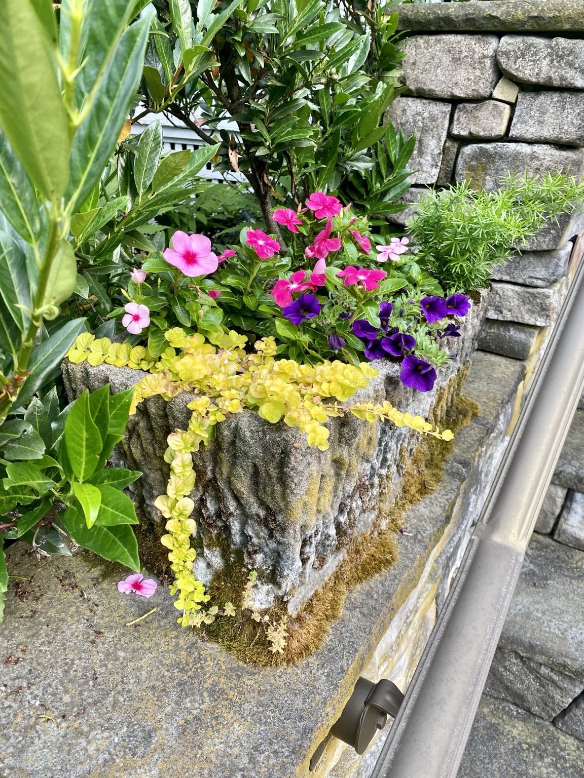 Pink and purple flowers spilling from a stone planter on a retaining wall