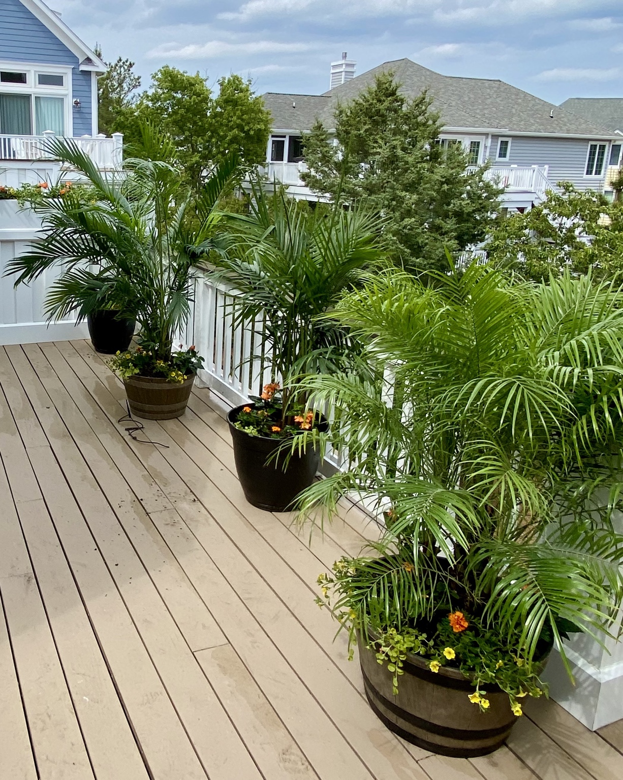 Lush potted palms and flowering containers arranged along a waterfront deck