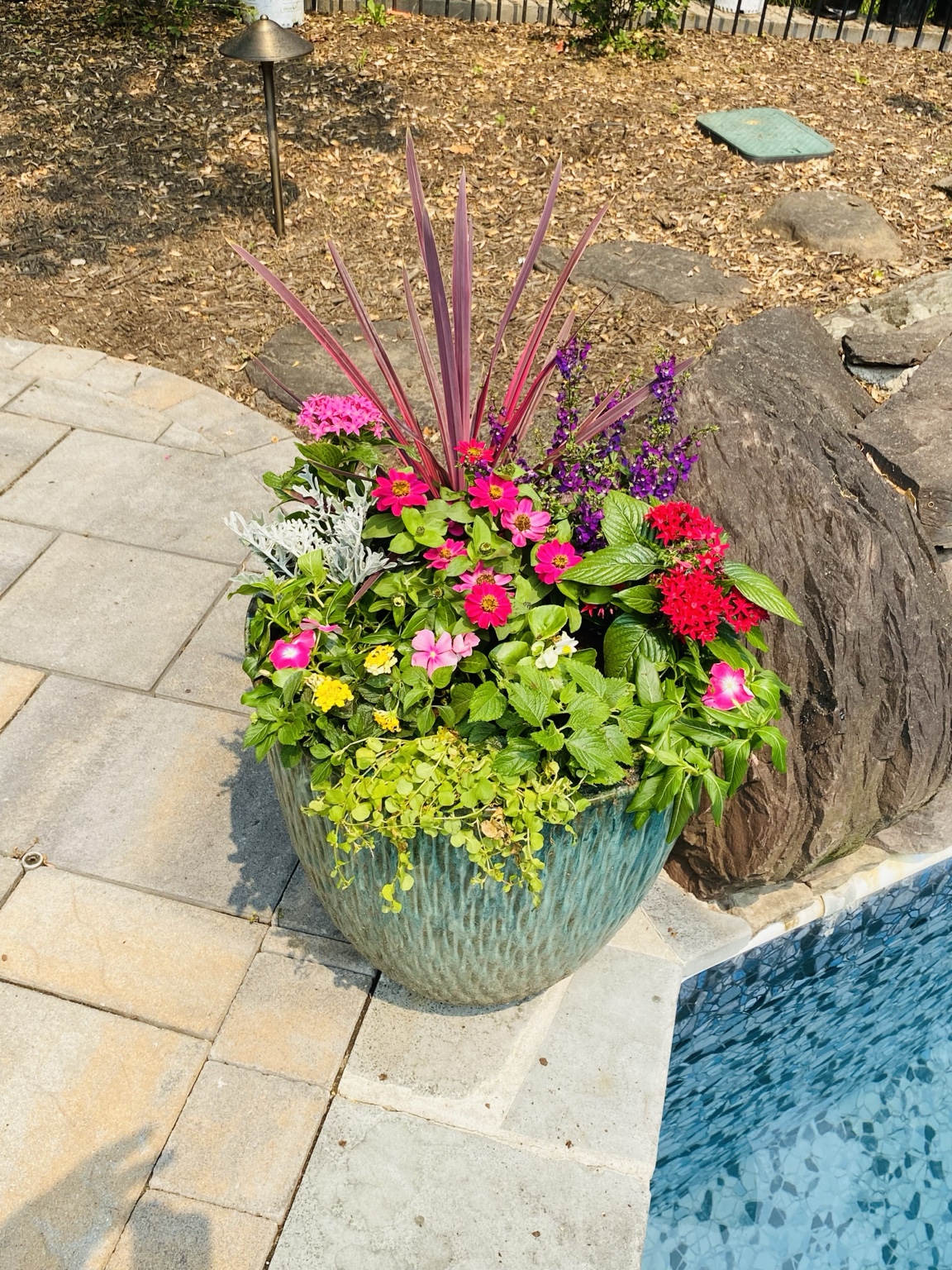 Vibrant pink and red blooms in a turquoise planter beside a swimming pool