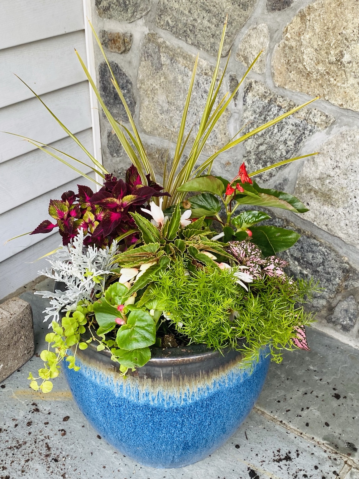 Close view of colorful foliage and flowers in a blue glazed planter