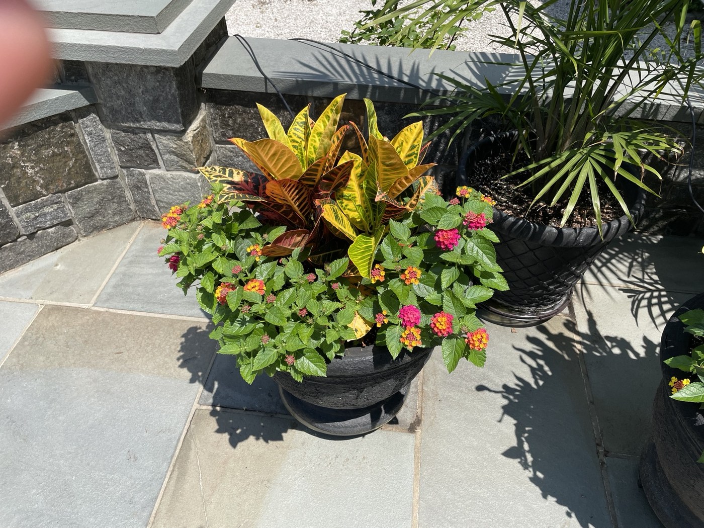 A colorful mixed planter with tropical foliage