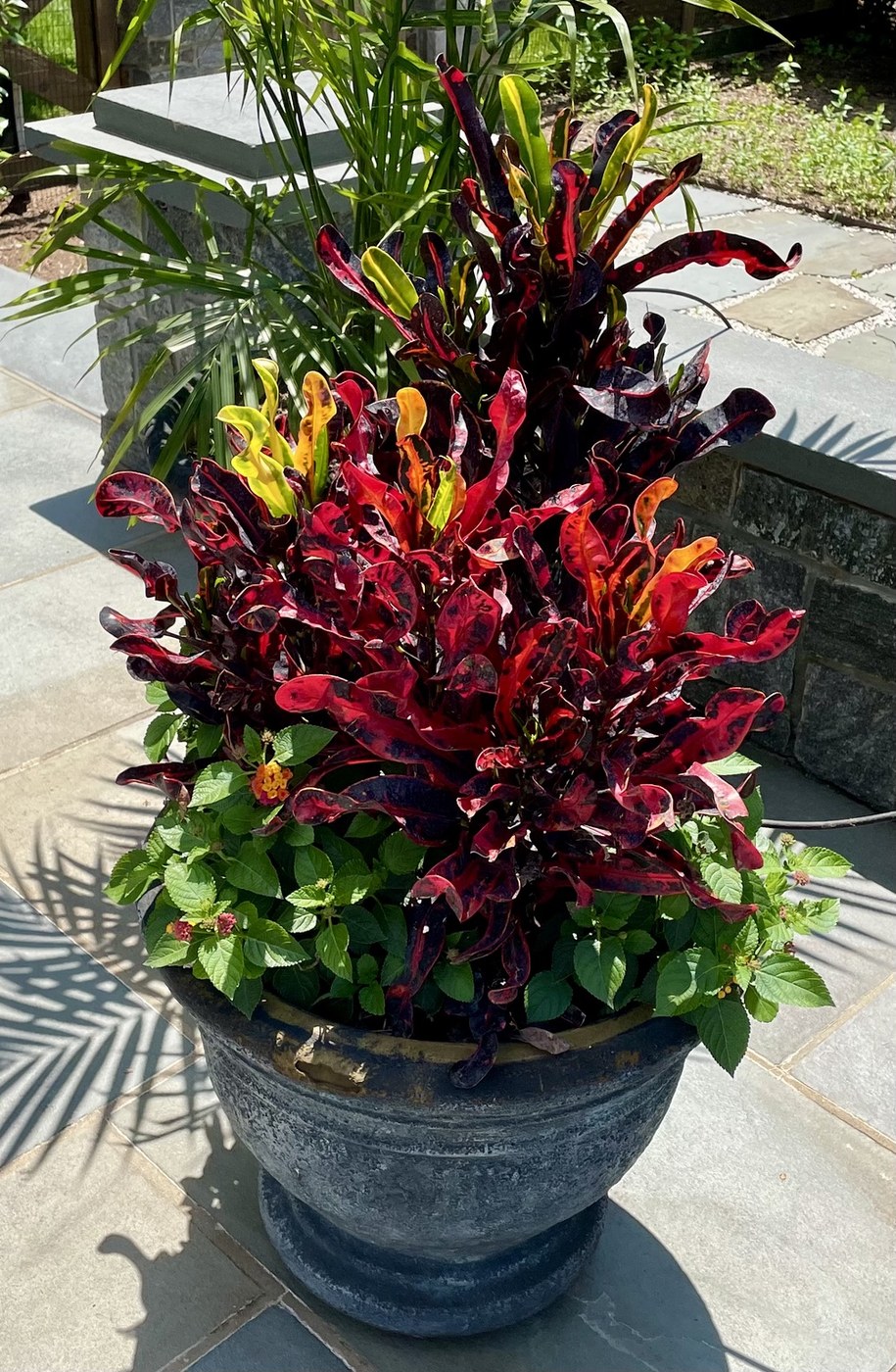 A tall dark planter with vivid foliage