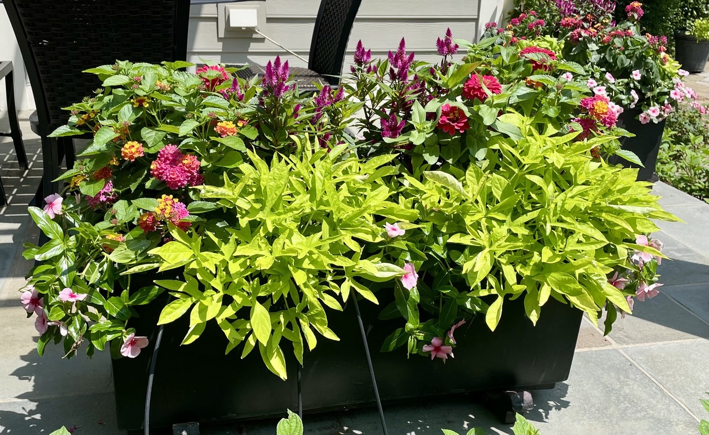 A lush raised planter in full summer color