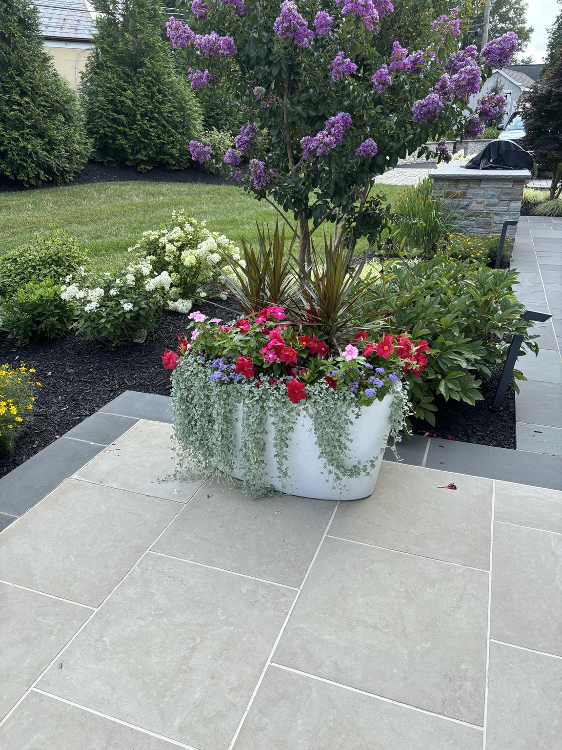 Pink, red, and purple blooms spilling over a white summer planter beneath a flowering crape myrtle