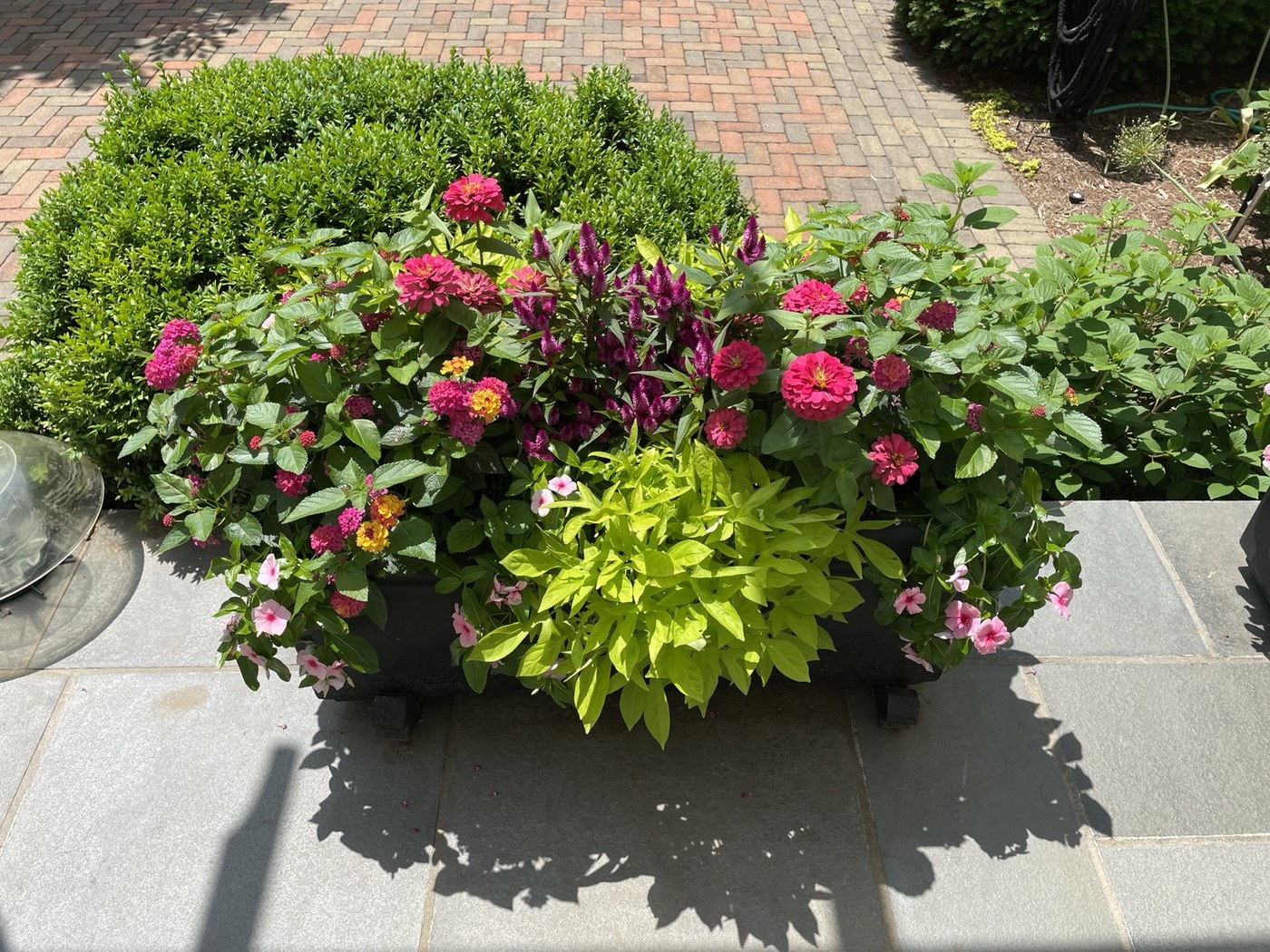 A generous mix of pink blooms and fresh green foliage