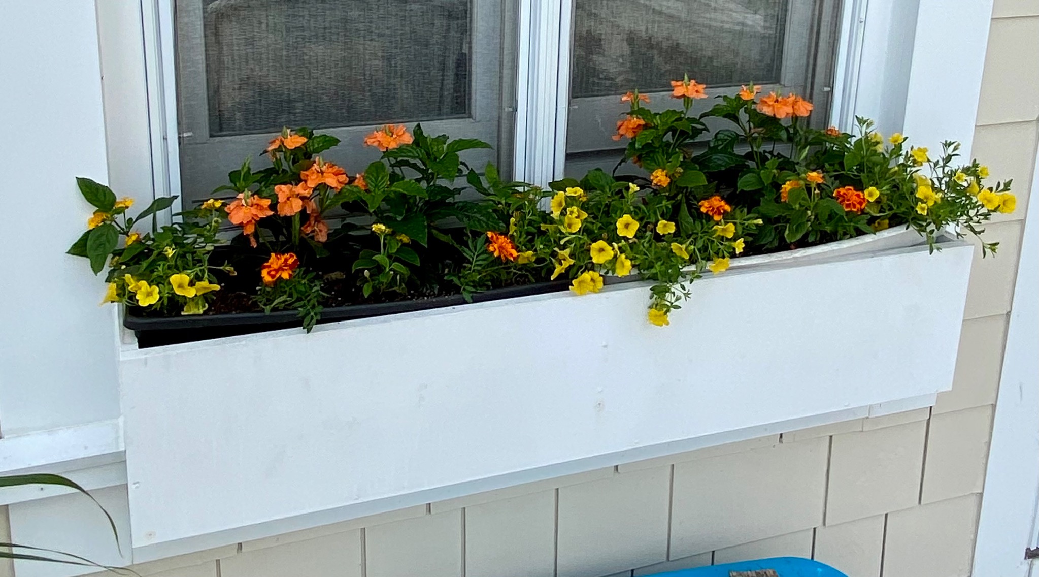 Long window box filled with orange geraniums, yellow flowers, and trailing green foliage beneath a large window