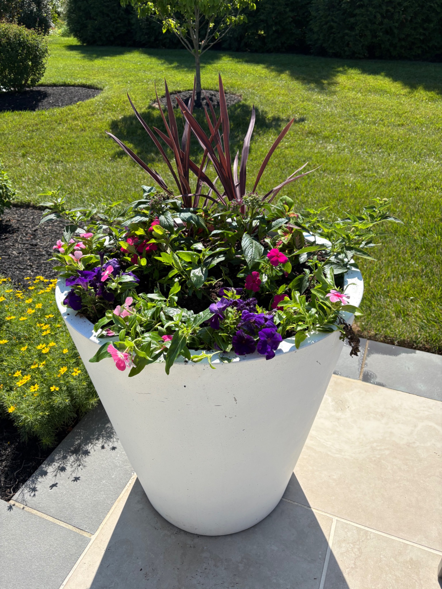 Large white container with burgundy upright foliage and colorful trailing flowers