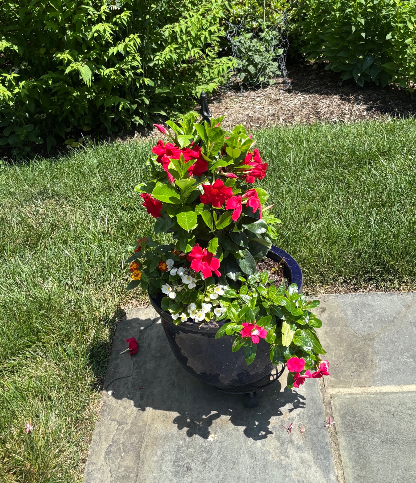 Black summer container with red flowers and fresh green foliage on a sunny lawn