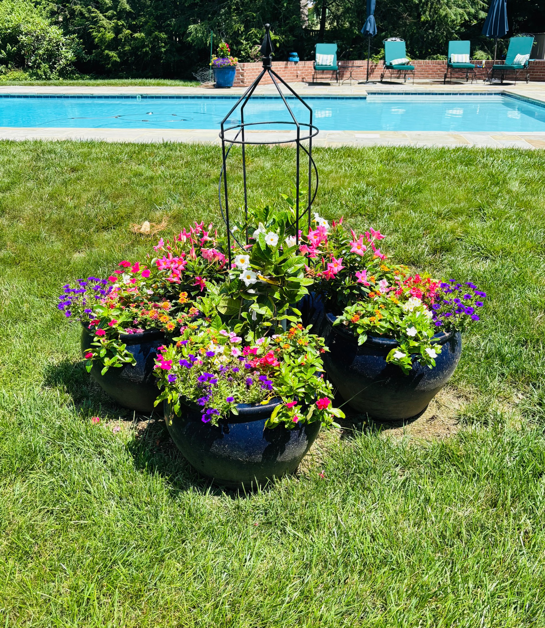 Three coordinated flowering planters beside a swimming pool